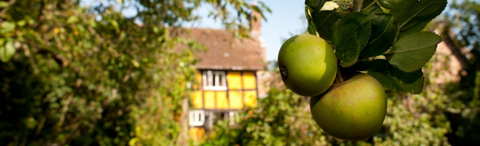 A close-up view of fresh green apples hanging from a tree branch in an orchard.