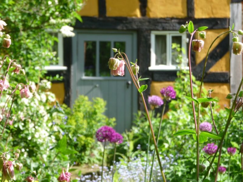 Pink blooming aquilegia flowers standing tall in the foreground framing the warmly blurred yellow timber-framed cottage behind.