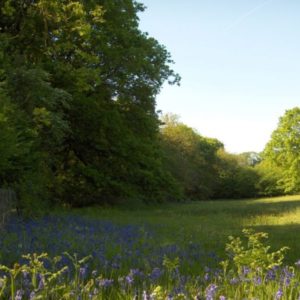 A scenic view of blue woodland bluebells blooming in front of a dense green forest.