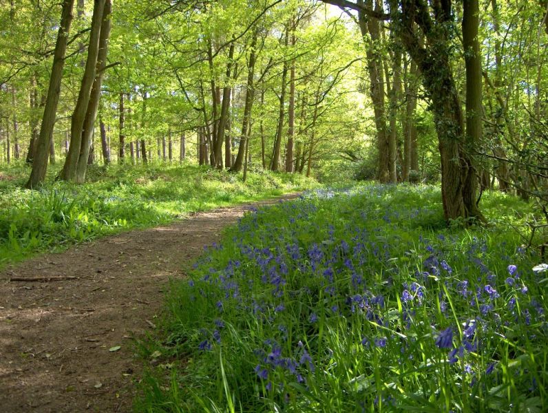 A sun-dappled earth path leading through a forested area bordered by clusters of bluebells.
