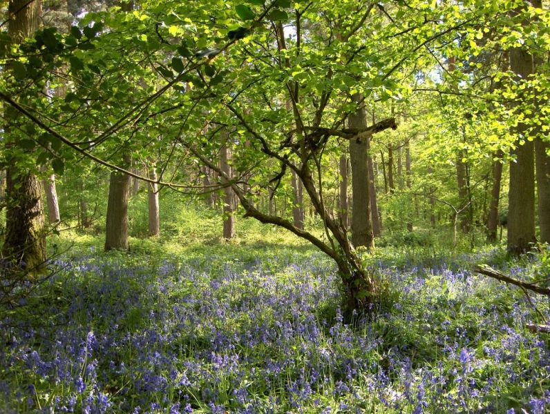 A sun-drenched dirt path winding through a vibrant forest with a thick, blooming carpet of blue woodlands bluebells.