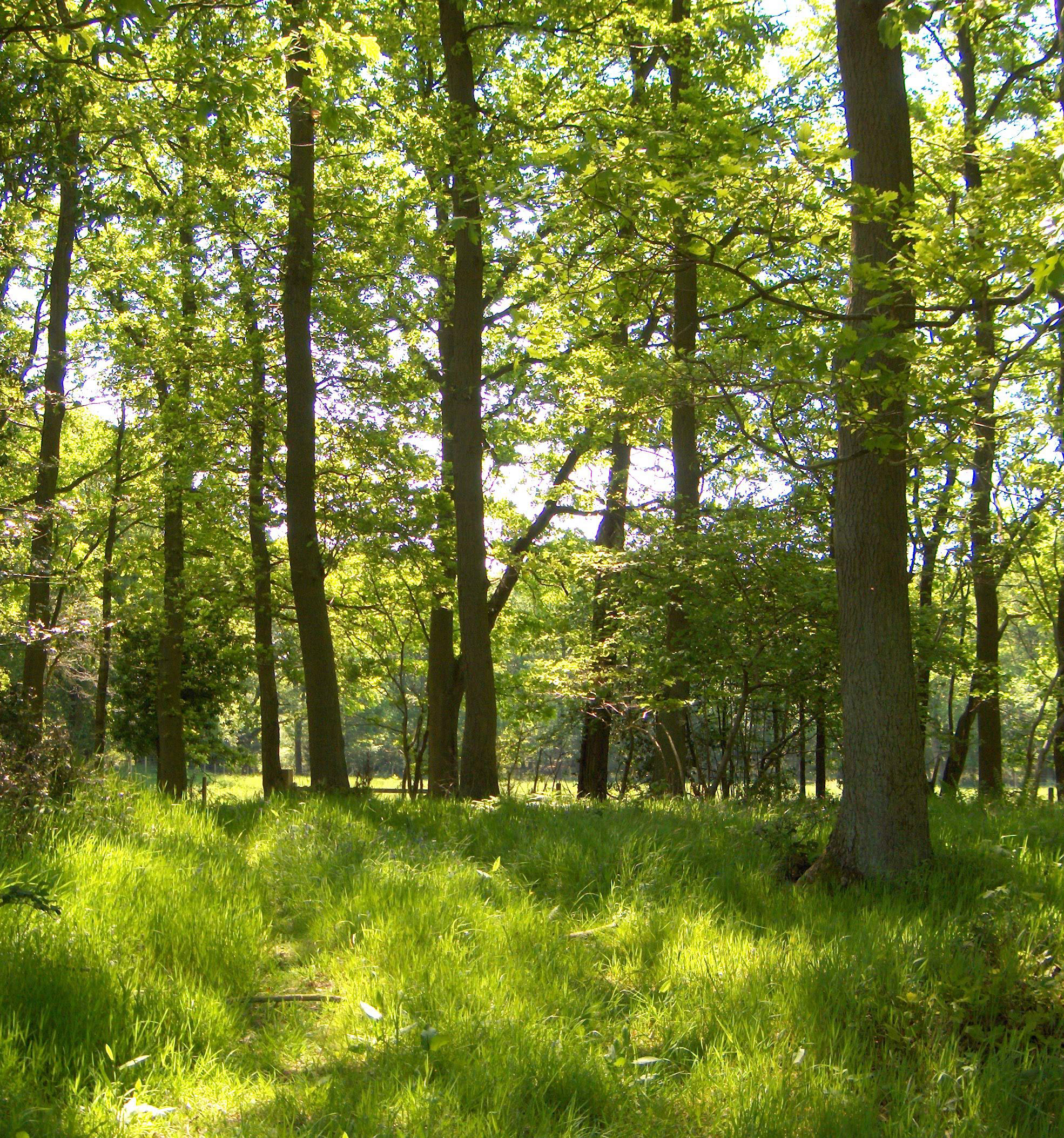 Sun-drenched forest scene with sunlight filtering through tall trees onto a lush green grassy clearing.