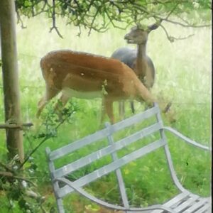 Spotting Muntjac & Fallow Deer in Spring
