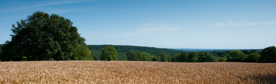 A wide landscape view across a field of golden wheat under a clear blue sky.
