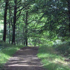 A wide unpaved path meandering gracefully through a serene green forest with dappled sunlight breaking through the canopy.